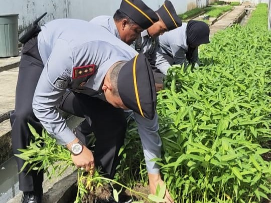 Hasil Budidaya Sayuran Di Area Brandgang Rutan Prabumulih Panen