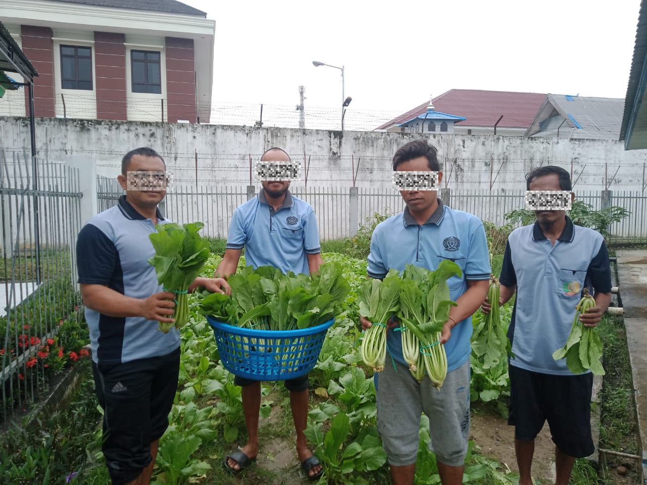 Rutan Barabai Berhasil Panen Sayur Sawi Melalui Program Sarana ...